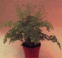 adiantum, 